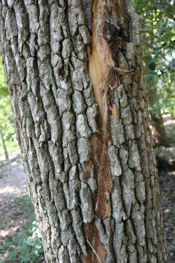 lightning strike tree